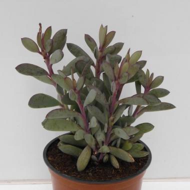 Senecio crassissimus